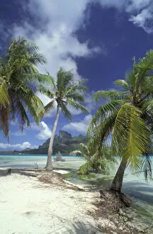 Images Dated 31st August 2003: Bora Bora, French Polynesia Palm trees at shore