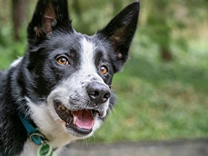 Images Dated 3rd September 2024: Border Collie dog portrait outdoors