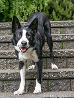 Images Dated 31st October 2024: Border Collie dog portrait outdoors