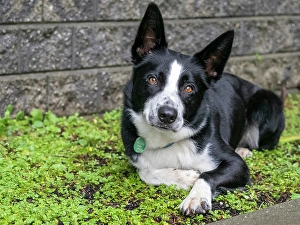 Images Dated 3rd September 2024: Border Collie dog portrait outdoors