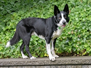 Images Dated 3rd September 2024: Border Collie dog portrait outdoors