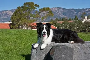 Lying Prints: A Border Collie lying on a gray stone slab in a park with the Santa Ynez Mountains