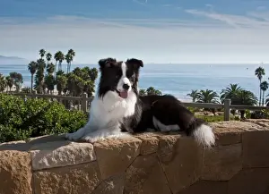 Lying Prints: A Border Collie lying on a sandstone rock wall overlooking the Pacific Ocean