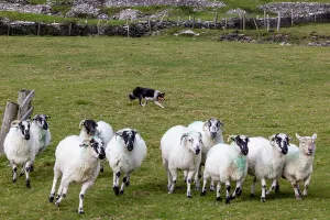 Images Dated 2023: Border collie named Captain herding sheep at Famine Cottages near Dingle, Ireland