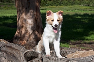 Santa Barbara Prints: A Border Collie puppy looking over a fallen log in a park