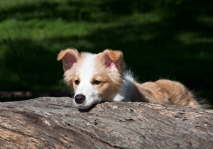 Santa Barbara Prints: A Border Collie puppy looking over a log