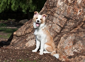 Santa Barbara Prints: A Border Collie puppy sitting under a Eucalyptus Tree