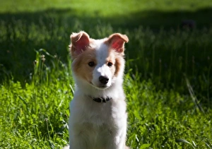 Santa Barbara Prints: A Border Collie puppy sitting in a field of green
