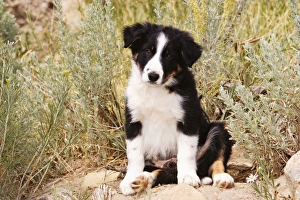 Border Collie Puppy sitting on rock looking at the camera