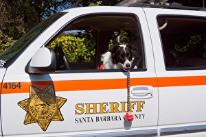 Images Dated 6th October 2006: Border Collie Search and Rescue Dog
