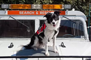 Images Dated 6th October 2006: Border Collie Search and Rescue Dog