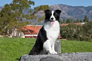Santa Barbara Prints: A Border Collie sitting on a gray stone slab in a park with the Santa Ynez Mountains