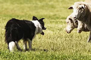 Images Dated 11th September 2005: Border Collie staring at 3, three sheep