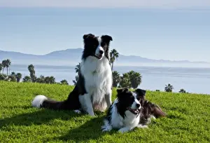 Lying Prints: Two Border Collies on a hill of green grass overlooking the Pacific Ocean