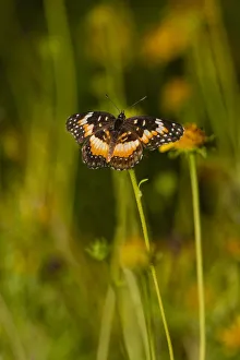 Hidalgo County Prints: Bordered Patch (Chlosyne lacinia) butterfly perched on flower