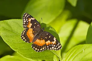 Images Dated 2nd September 2008: Bordered Patch (Chlosyne lacinia) butterfly sunning on leaf, south Texas, USA, September