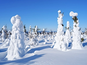 Deep Prints: Boreal forest covered in snow (Tykkylumi) in the Taiga of Finland at mountain Iso Pyhatunturi