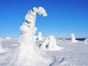 Deep Prints: Boreal forest covered in snow (Tykkylumi) in the Taiga of Finland at mountain Iso Pyhatunturi