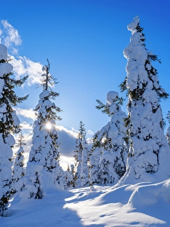 Spruce Prints: Boreal Forest or Taiga with snow clad spruce trees (locally called Tunturi) during winter