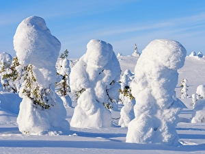 Spruce Prints: Boreal Forest or Taiga with snow clad spruce trees (locally called Tunturi) during winter