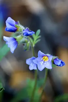 Boreal Jacobs-ladder (Polemonium boreale) - Arctic National Wildlife Refuge, Alaska