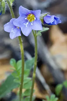 Plantae Prints: Boreal Jacobs-ladder (Polemonium boreale) - Arctic National Wildlife Refuge, Alaska