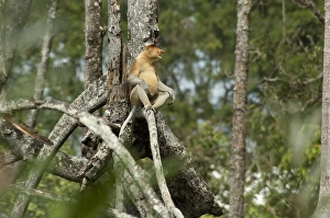 Arboreal Prints: Borneo, Brunei. Mangrove forest on Brunei River, near Bandar Seri Begawan