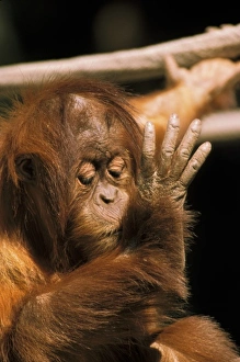 Great Ape Prints: Borneo. Captive orangutan, or pongo pygmaeus