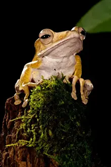 Anuran Prints: Borneo Eared Frog Polypedates otilophus Native to Borneo, Habitat: Dense Tropical