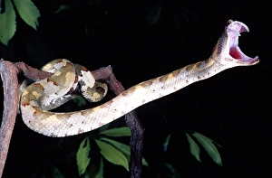 Images Dated 28th February 2007: Borneo Eyelash Viper Trimersurus borneensis Native to Borneo & Indonesia