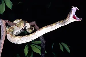 Viper Prints: Borneo Eyelash Viper Trimersurus borneensis Native to Borneo & Indonesia