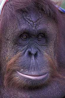Images Dated 21st October 2004: Borneo, Orangutan portrait (captive)