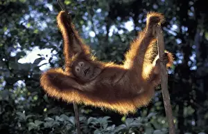 Orangutan Prints: Borneo, Tanjung National Park Orang-utan (Pongo Pygmaeus) juvenile stretching