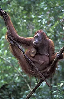 Borneo, Tanjung National Park Orang-utan (Pongo Pygmaeus) mother with baby in