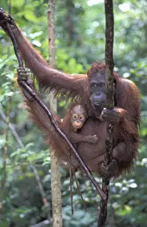 Borneo, Tanjung National Park Orang-utan (Pongo Pygmaeus) mother with baby in rain