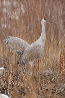 Images Dated 15th February 2009: Bosque del Apache National Wildlife Refuge, New Mexico, Sandhill Cranes (Zonotrichia