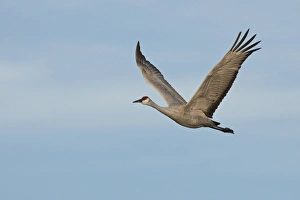 Bosque del Apache National Wildlife Refuge, New Mexico, a Sandhill Crane (Grus canadensis)