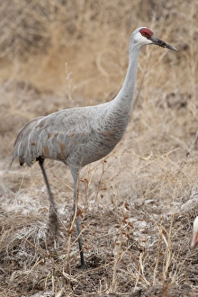 Bosque del Apache National Wildlife Refuge, New Mexico, a Sandhill Crane (Grus canadensis)