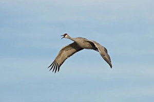 Images Dated 16th February 2009: Bosque del Apache National Wildlife Refuge, New Mexico, a Sandhill Crane (Grus canadensis)