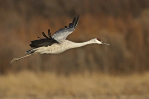 Bosque del Apache National Wildlife Refuge, New Mexico, a Sandhill Crane (Grus canadensis)