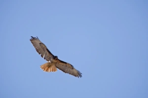 Bosque del Apache National Wildlife Refuge, a Red-tailed Hawk (Buteo jamaicensis) soaring