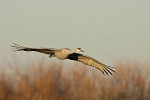 Images Dated 16th February 2009: Bosque del Apache National Wildlife Refuge, New Mexico, a Sandhill Crane (Grus canadensis)
