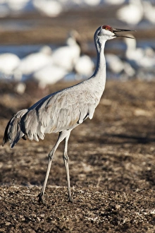 Images Dated 16th February 2009: Bosque del Apache National Wildlife Refuge, New Mexico, a Sandhill Crane (Grus canadensis)
