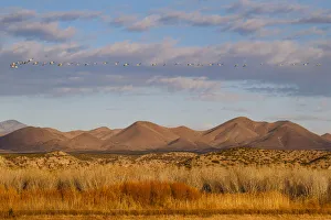 Prints of Bosque del Apache National Wildlife Refuge, Socorro County, New Mexico, USA Images Dated 2016 December: Bosque del Apache National Wildlife Refuge, Socorro County, New Mexico, USA