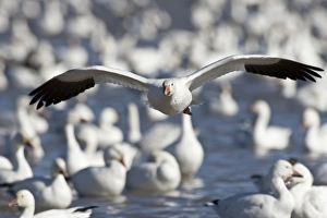 Images Dated 14th February 2009: Bosque del Apache National Wildlife Refuge, New Mexico, a Snow Goose (Chen caerulescens)