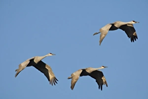 Bosque del Apache National Wildlife Refuge, New Mexico. Sandhill Cranes (Chen caerulescens)