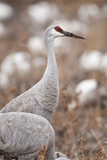 Images Dated 15th February 2009: Bosque del Apache National Wildlife Refuge, Sandhill Crane (Grus canadensis)