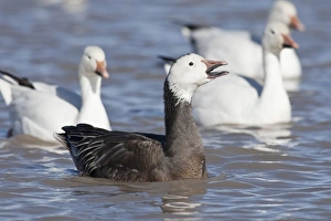 Images Dated 14th February 2009: Bosque del Apache National Wildlife Refuge, New Mexico, a Snow Goose (Blue Phase)