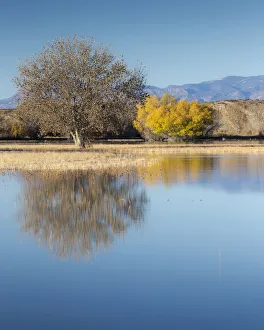 Freshwater Marsh Prints: Bosque del Apache NWR, fall, New Mexico