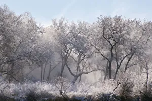 Nostalgia Prints: Along the Bosque, New Mexico